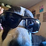 Famous Gene is registered to the contest to win money with this photo: animal, black_and_white, blurred_background, casual, close_up, companion, cozy, dog, domestic, eyewear, face, funny, furniture, hand, indoor, nose, pet, portrait, sunglasses, wall_art