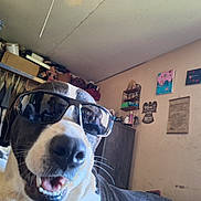 Famous Gene is registered to the contest to win money with this photo: cabinet, canine, casual, close_up, clothing, decor, dog, face, furniture, happy, indoor, pet, portrait, room, shelf, smiling, sunglasses, tattoo, tongue_out, wall_art