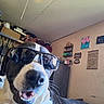 cabinet, canine, casual, close_up, clothing, decor, dog, face, furniture, happy, indoor, pet, portrait, room, shelf, smiling, sunglasses, tattoo, tongue_out, wall_art