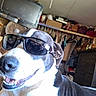 Famous Gene joined the competition — help win amazing prizes! black_and_white, clothing, dog, drawer, ear, fan, furniture, happy, household, indoor, nose, pet, portrait, relaxed, room, sitting, smiling, sunglasses, television, tongue