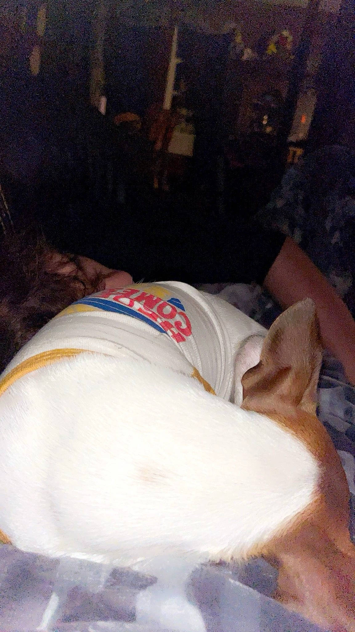 Bella joined the competition — help win amazing prizes! canidae, carnivore, collar, comfort, companion_dog, dog, dog_breed, dog_collar, dog_supply, fawn, guard_dog, human_leg, nap, pet_supply, snout, sporting_group, tail, trunk, working_animal, wrist