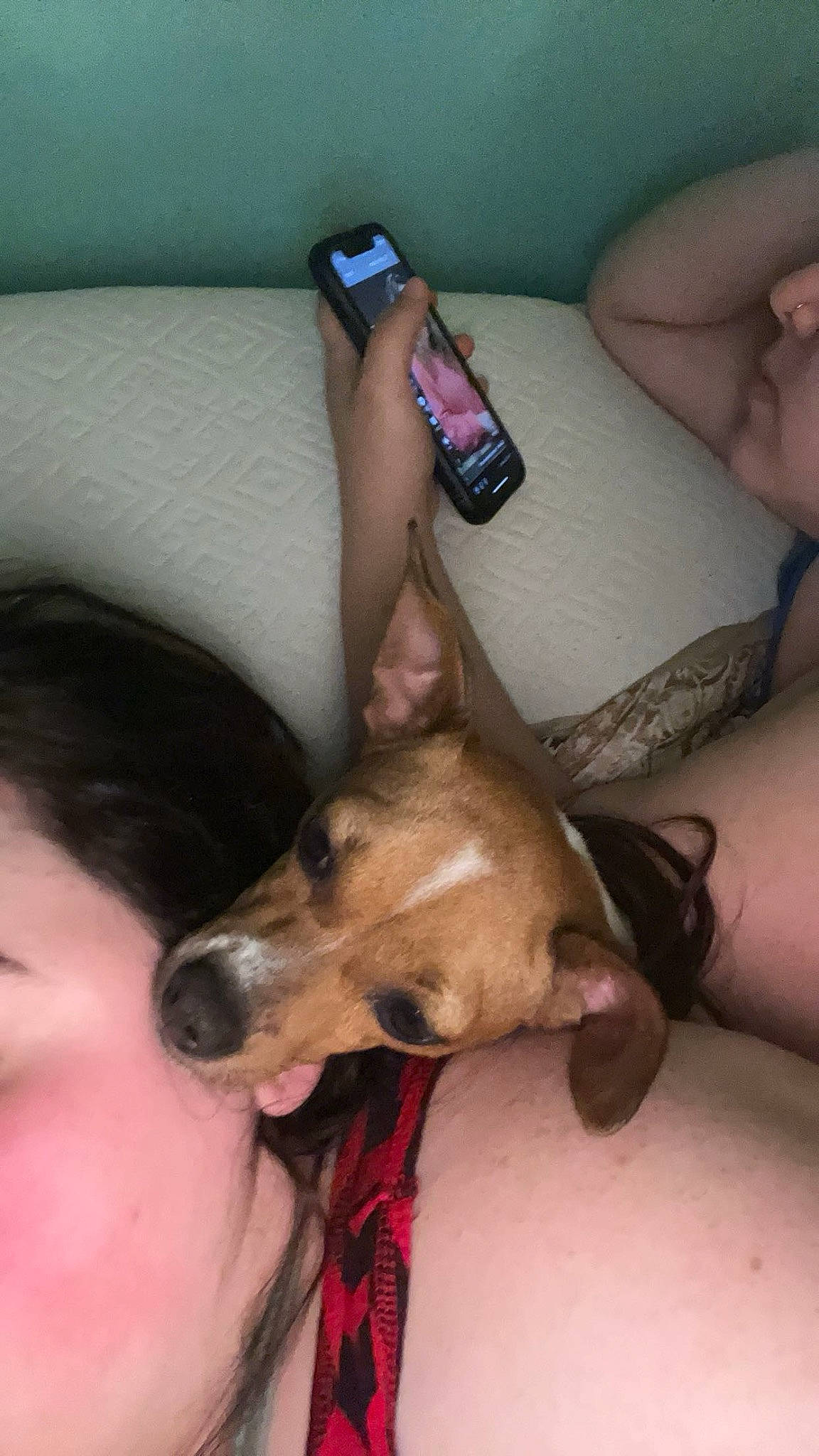 Bella is registered to the contest to win money with this photo: carnivore, comfort, companion_dog, corgi_chihuahua, dog, dog_breed, ear, fawn, flesh, foot, fur, human_leg, lap, leg, nail, thigh, thumb, toy_dog, whiskers, wrist