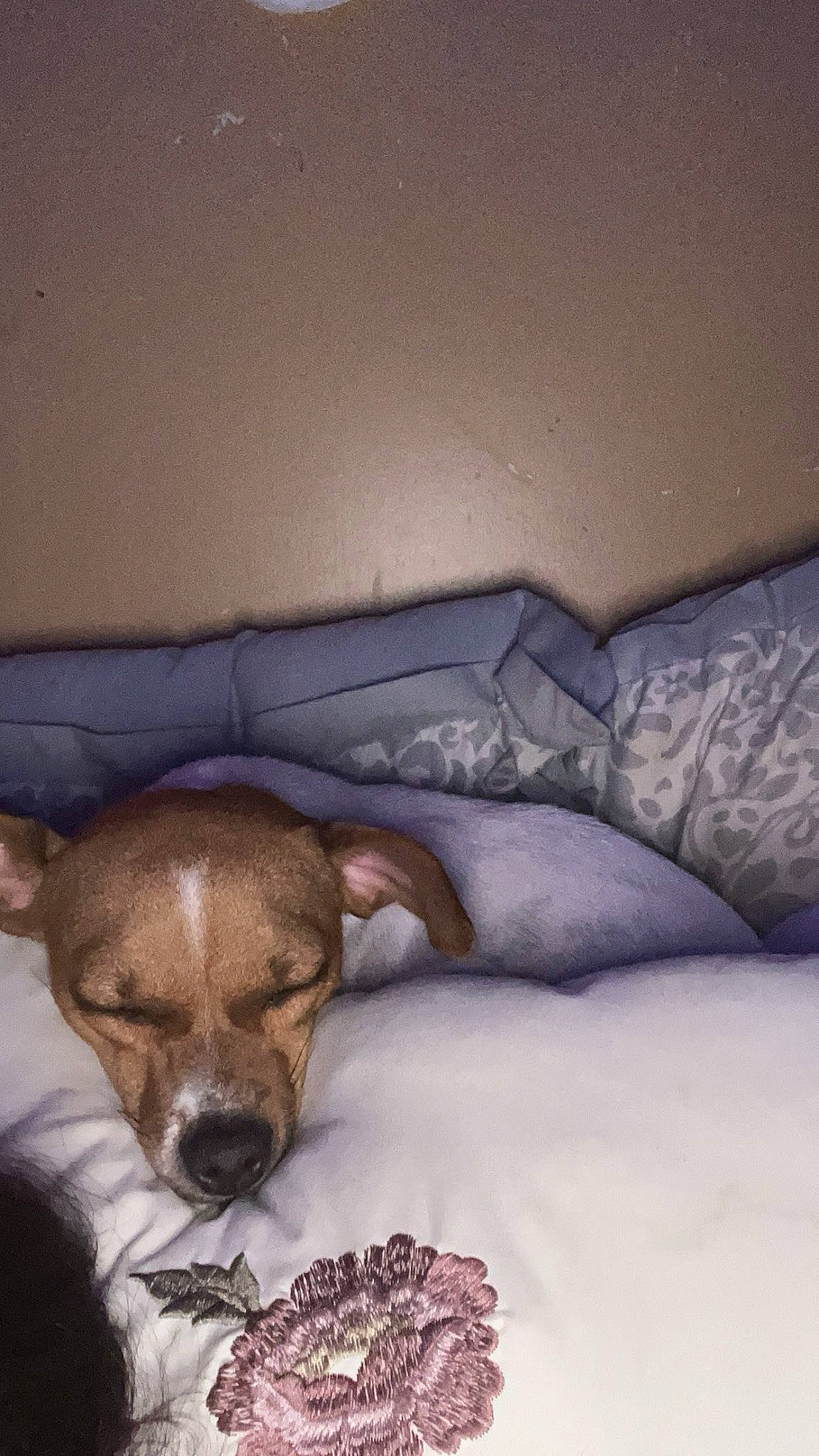 Bella is registered to the contest to win money with this photo: bed, bedding, canidae, carnivore, comfort, companion_dog, dog, dog_breed, fawn, fur, linens, liver, nap, room, snout, sporting_group, toy_dog, whiskers, wood, working_animal