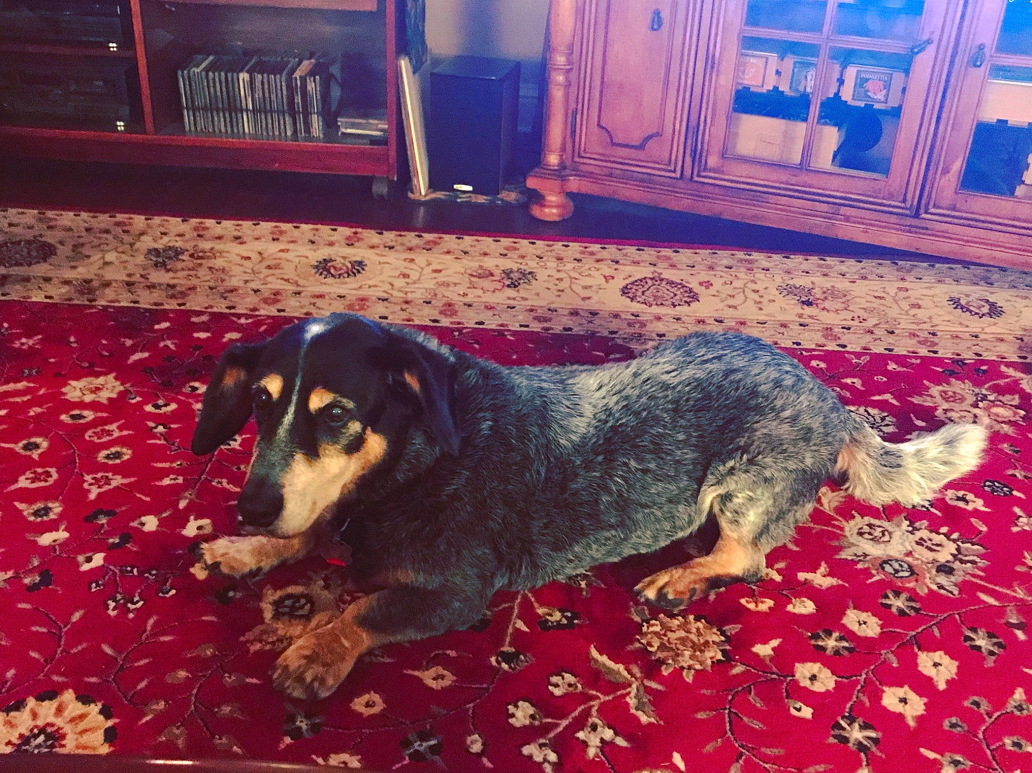 Hughie is registered to the contest to win money with this photo: bluetick_coonhound, canidae, carnivore, dachshund, dog, dog_breed, floor, huntaway, hunting_dog, mammal