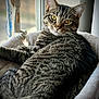 cat, tabby_cat, pet, feline, whiskers, yellow_eyes, window, window_bed, soft_bed, fur, portrait, close_up, indoor, cozy, resting, looking_at_camera, ears, paw, tail, striped