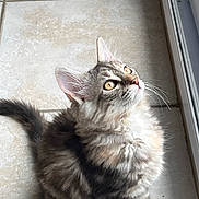 Bonnie a rejoint le concours — aidez-le/la à gagner de superbes lots ! cat, kitten, tabby, fluffy, feline, pet, animal, indoor, window, tile_floor, whiskers, fur, cute, young, looking_up, light, shadow, ears, tail, sitting