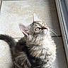 animal, cat, cute, ears, feline, fluffy, fur, indoor, kitten, light, looking_up, pet, shadow, sitting, tabby, tail, tile_floor, whiskers, window, young
