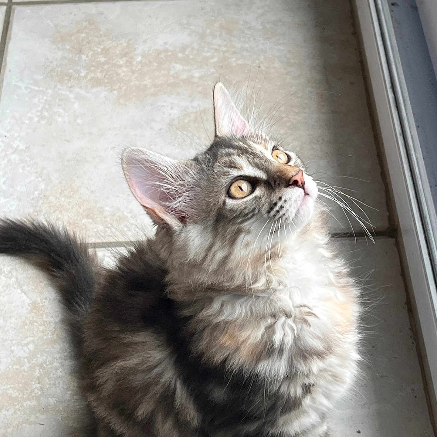 Bonnie a rejoint le concours — aidez-le/la à gagner de superbes lots ! cat, kitten, tabby, fluffy, feline, pet, animal, indoor, window, tile_floor, whiskers, fur, cute, young, looking_up, light, shadow, ears, tail, sitting
