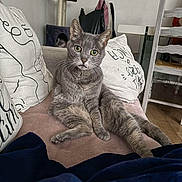 Flocon a rejoint le concours — aidez-le/la à gagner de superbes lots ! cat, gray_cat, couch, pillows, indoor, furniture, living_room, pet, animal, relaxed, sitting, curious, whiskers, ears, floor, blanket, chair, home, domestic_cat, cozy
