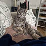cat, gray_cat, couch, pillows, indoor, furniture, living_room, pet, animal, relaxed, sitting, curious, whiskers, ears, floor, blanket, chair, home, domestic_cat, cozy