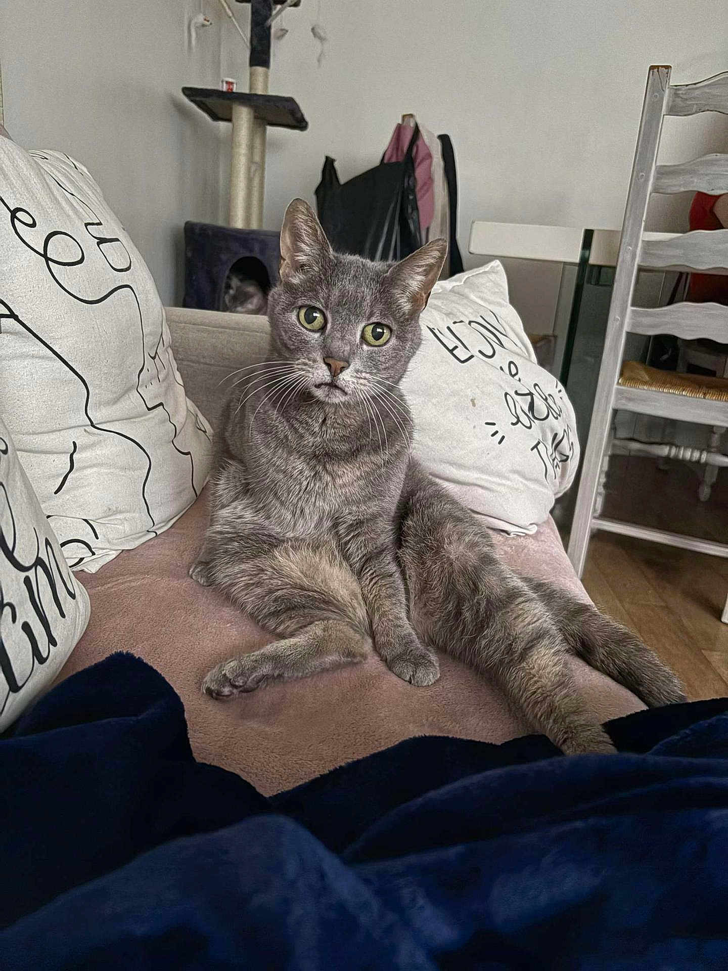 Flocon a rejoint le concours — aidez-le/la à gagner de superbes lots ! cat, gray_cat, couch, pillows, indoor, furniture, living_room, pet, animal, relaxed, sitting, curious, whiskers, ears, floor, blanket, chair, home, domestic_cat, cozy