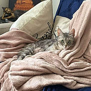 Lilith a rejoint le concours — aidez-le/la à gagner de superbes lots ! cat, tabby_cat, blanket, couch, pillow, indoor, relaxed, pet, furniture, decor, statue, buddha, soft_texture, cozy, comfort, animal, resting, gray_fur, green_eyes, home