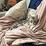 cat, tabby_cat, blanket, couch, pillow, indoor, relaxed, pet, furniture, decor, statue, buddha, soft_texture, cozy, comfort, animal, resting, gray_fur, green_eyes, home