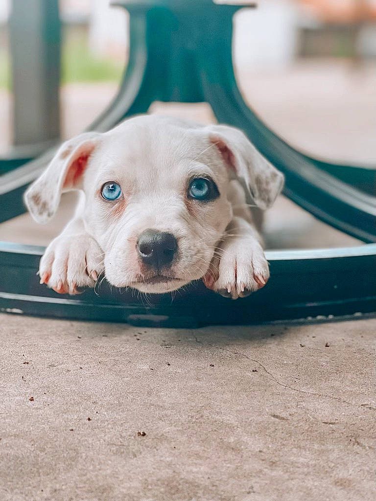 Luna joined the competition — help win amazing prizes! ball, canidae, carnivore, collar, companion_dog, dog, dog_breed, fawn, flooring, guard_dog, non_sporting_group, paw, puppy, snout, sporting_group, tableware, terrestrial_animal, whiskers, working_animal