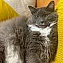 cat, closeup, couch, cozy, cute, domestic_cat, feline, fluffy, fur, gray_cat, indoor, knitted_blanket, pet, portrait, relaxed, resting, soft, whiskers, white_fur, yellow_blanket