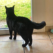 Perle a rejoint le concours — aidez-le/la à gagner de superbes lots ! animal, black_cat, cat, curious, daylight, domestic, ears, feline, glass_door, green_grass, home, indoor, looking_out, pet_toy, quiet, shadow, still_life, tail, tile_floor, window