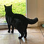 animal, black_cat, cat, curious, daylight, domestic, ears, feline, glass_door, green_grass, home, indoor, looking_out, pet_toy, quiet, shadow, still_life, tail, tile_floor, window
