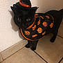 cat, black_cat, halloween_costume, witch_hat, jack_o_lantern, cape, pet, indoor, tile_floor, curious, animal, feline, costume, holiday, festive, cute, small_hat, wall, floor, domestic_animal