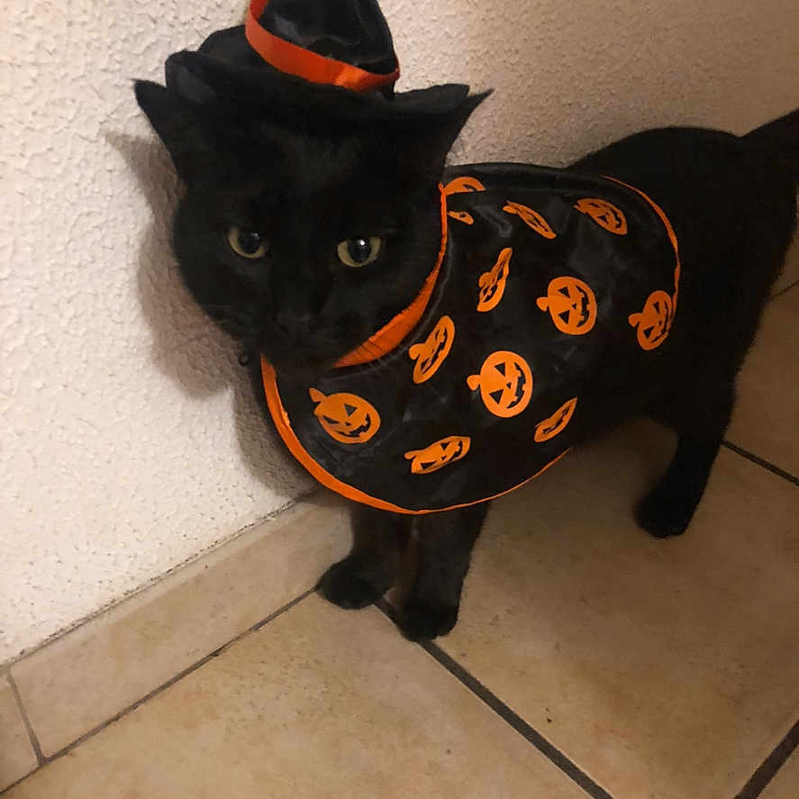 Perle participe au concours pour gagner de l'argent avec cette photo : animal, black_cat, cape, cat, costume, curious, cute, domestic_animal, feline, festive, floor, halloween_costume, holiday, indoor, jack_o_lantern, pet, small_hat, tile_floor, wall, witch_hat