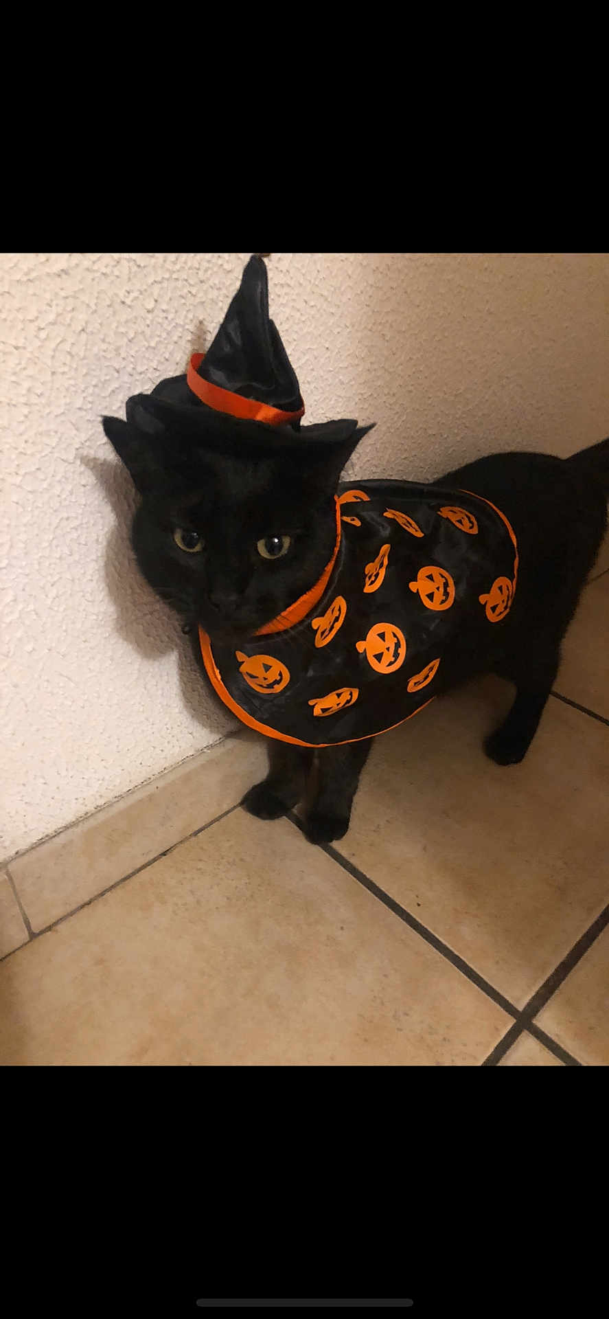 Perle participe au concours pour gagner de l'argent avec cette photo : cat, black_cat, halloween_costume, witch_hat, jack_o_lantern, cape, pet, indoor, tile_floor, curious, animal, feline, costume, holiday, festive, cute, small_hat, wall, floor, domestic_animal