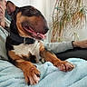 Viking participe au concours pour gagner de l'argent avec cette photo : man, dog, indoor, couch, blanket, plant, relaxed, happy, pet, collar, furniture, casual, portrait, smile, resting, comfort, home, brown, black, white