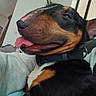 dog, pet, indoor, close_up, tongue_out, happy, lap, person, sofa, collar, brown, black, white, ears, face, relaxed, home, furniture, casual, human