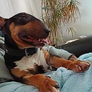 Viking a rejoint le concours — aidez-le/la à gagner de superbes lots ! dog, pet, indoor, blanket, person, couch, plant, smiling, black_and_tan, collar, relaxed, happy, paw, fur, human, home, casual, cozy, resting, companion