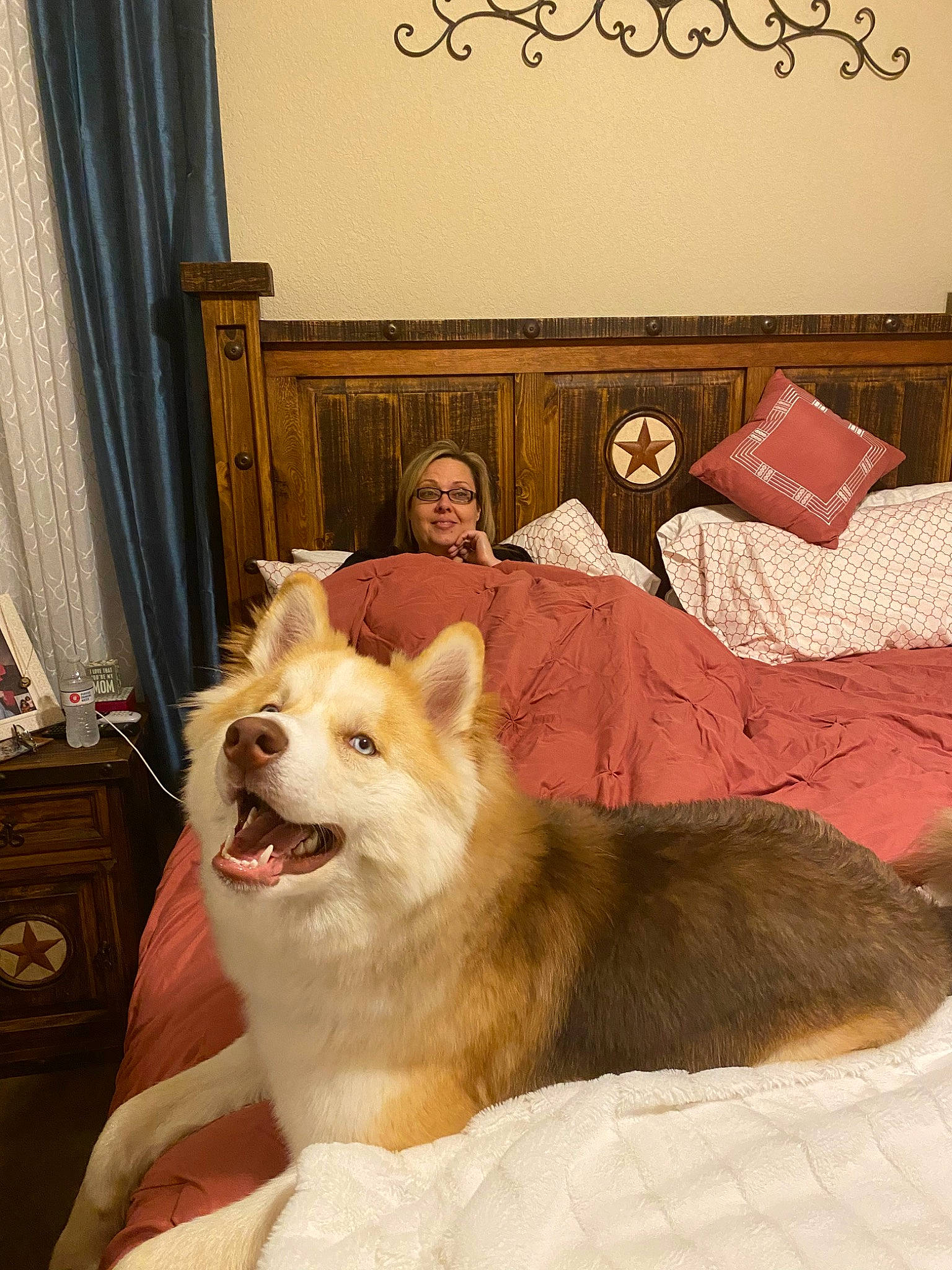 Stark is registered to the contest to win money with this photo: akita_inu, alaskan_malamute, canadian_eskimo_dog, canidae, carnivore, dog, dog_breed, fur, mammal, native_american_indian_dog, rare_breed_dog, room, sakhalin_husky, shikoku, siberian_husky, sled_dog, vertebrate, wolfdog