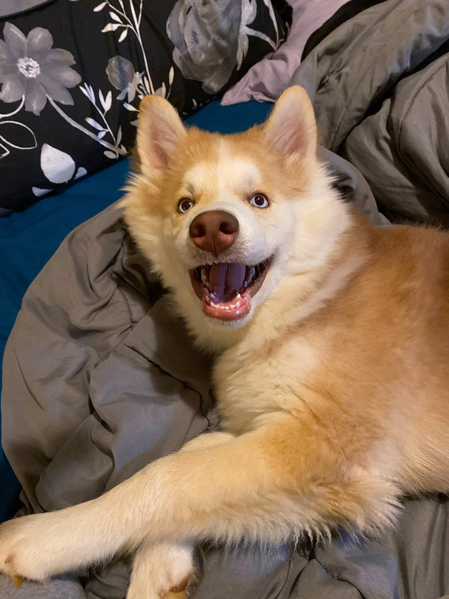 Stark is registered to the contest to win money with this photo: ancient_dog_breeds, canadian_eskimo_dog, canidae, carnivore, companion_dog, dog, dog_breed, facial_expression, fawn, greenland_dog, icelandic_sheepdog, jaw, mammal, mouth, non_sporting_group, norwegian_buhund, rare_breed_dog, siberian_husky, vertebrate, working_dog