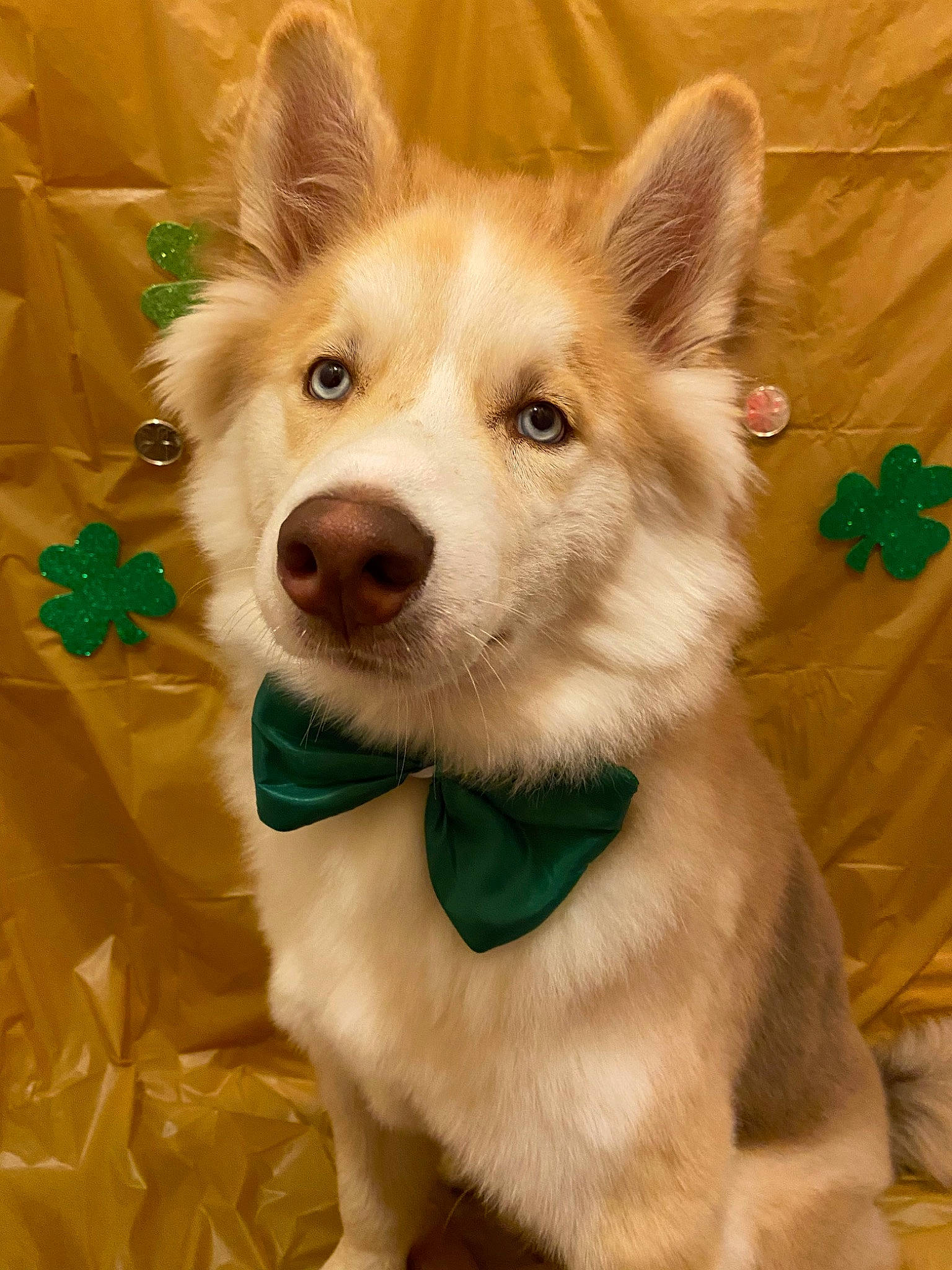 Stark is registered to the contest to win money with this photo: alaskan_malamute, ancient_dog_breeds, canadian_eskimo_dog, canidae, carnivore, dog, dog_breed, eye, labrador_husky, mammal, native_american_indian_dog, nose, sakhalin_husky, siberian_husky, sled_dog, snout, tamaskan_dog, vertebrate, whiskers, wolfdog