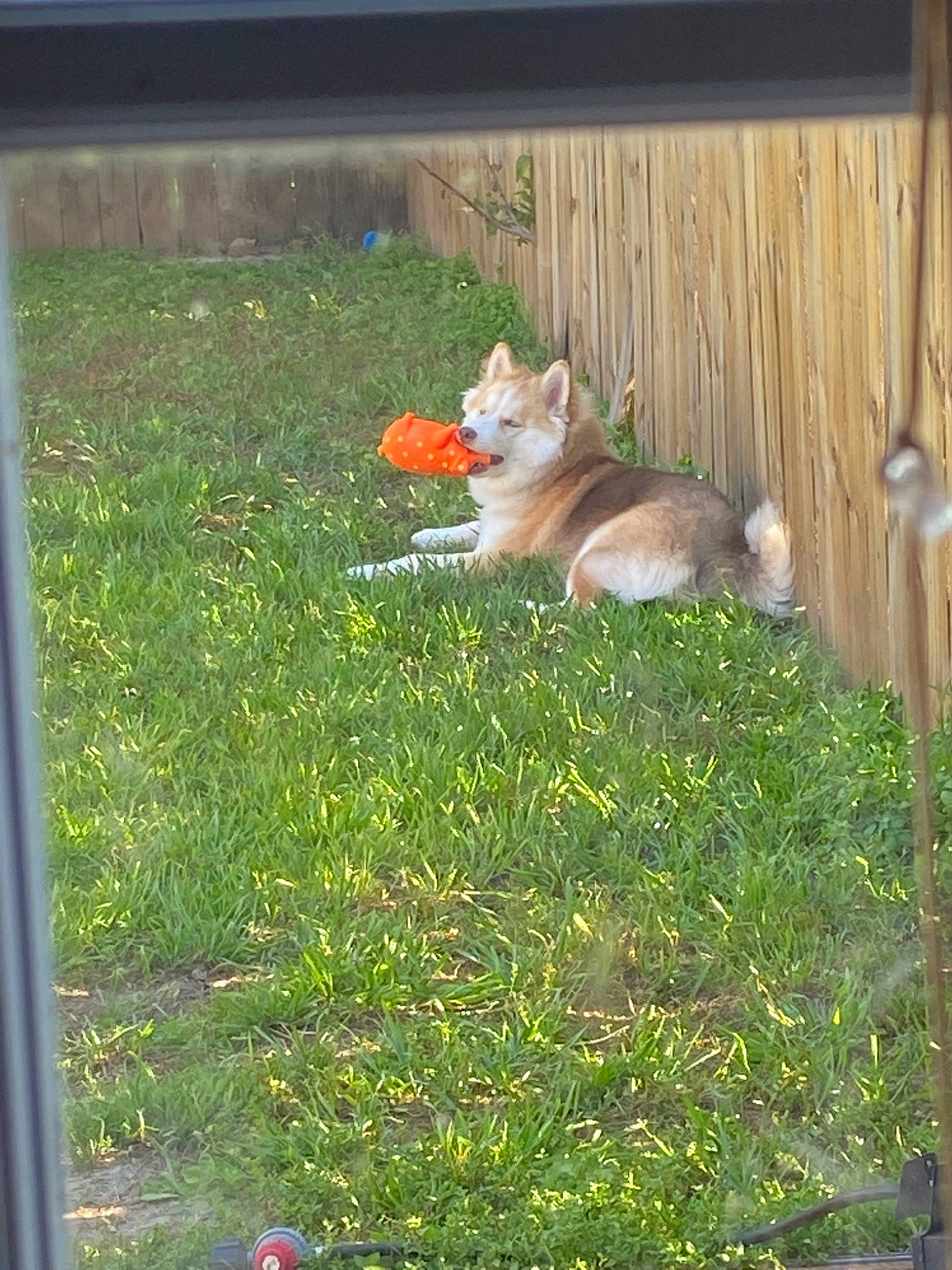 Stark joined the competition — help win amazing prizes! backyard, canidae, carnivore, cat, fawn, felidae, garden, grass, lawn, pembroke_welsh_corgi, plant, small_to_medium_sized_cats, tail, yard