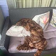 Van King Fill a rejoint le concours — aidez-le/la à gagner de superbes lots ! dog, brown_dog, sleeping, cushion, pillow, sofa, wicker_sofa, outdoor, patio, curtains, relaxation, furniture, pet, fluffy, resting, cozy, animal, fur, napping, home