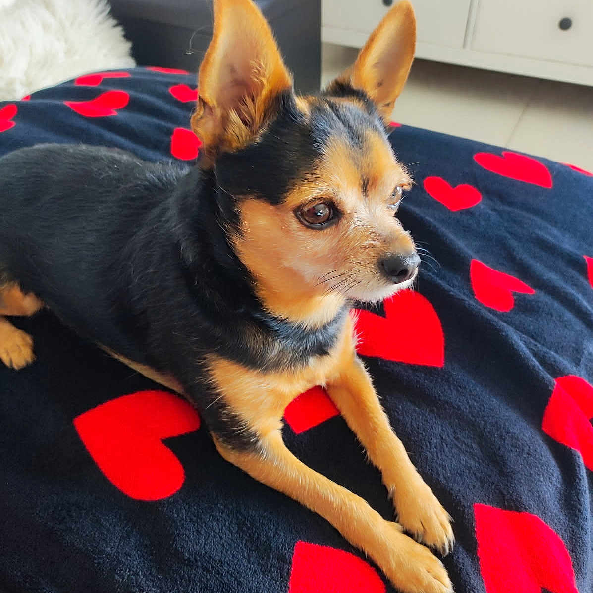Maxou a rejoint le concours — aidez-le/la à gagner de superbes lots ! alert, animal, black, black_and_tan, blanket, companion, cozy, cute, dog, ears, floor, fur, furniture, hearts, home, indoors, pet, red, resting, small_dog