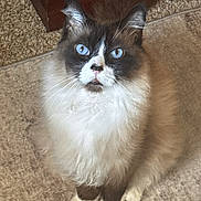 Maxwell is registered to the contest to win money with this photo: cat, blue_eyes, fluffy, indoor, carpet, sitting, curious, pet, feline, whiskers, brown, white, black, animal, domestic, cute, portrait, closeup, looking_up, fur