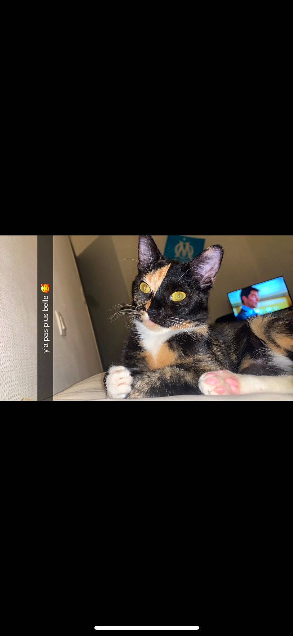 Joy a rejoint le concours — aidez-le/la à gagner de superbes lots ! automotive_design, box, carnivore, cat, comfort, couch, darkness, display_device, domestic_short_haired_cat, felidae, font, fur, gadget, laptop, multimedia, paw, photo_caption, room, small_to_medium_sized_cats, whiskers