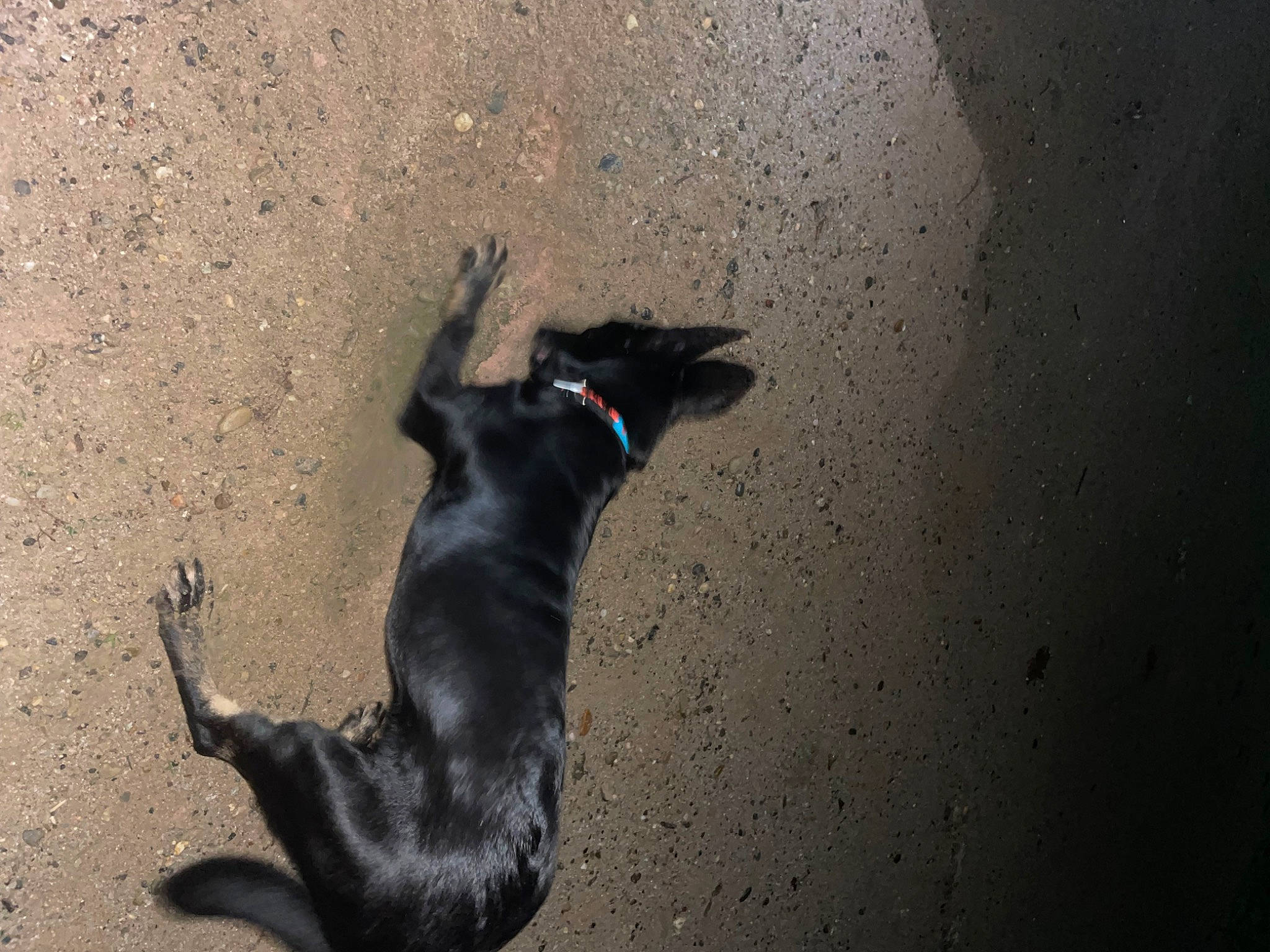 Uby participe au concours pour gagner de l'argent avec cette photo : asphalt, canidae, carnivore, dog, dog_breed, fawn, felidae, fur, paw, pet_supply, road_surface, sand, shadow, snout, soil, sporting_group, tail, tints_and_shades, whiskers, working_animal