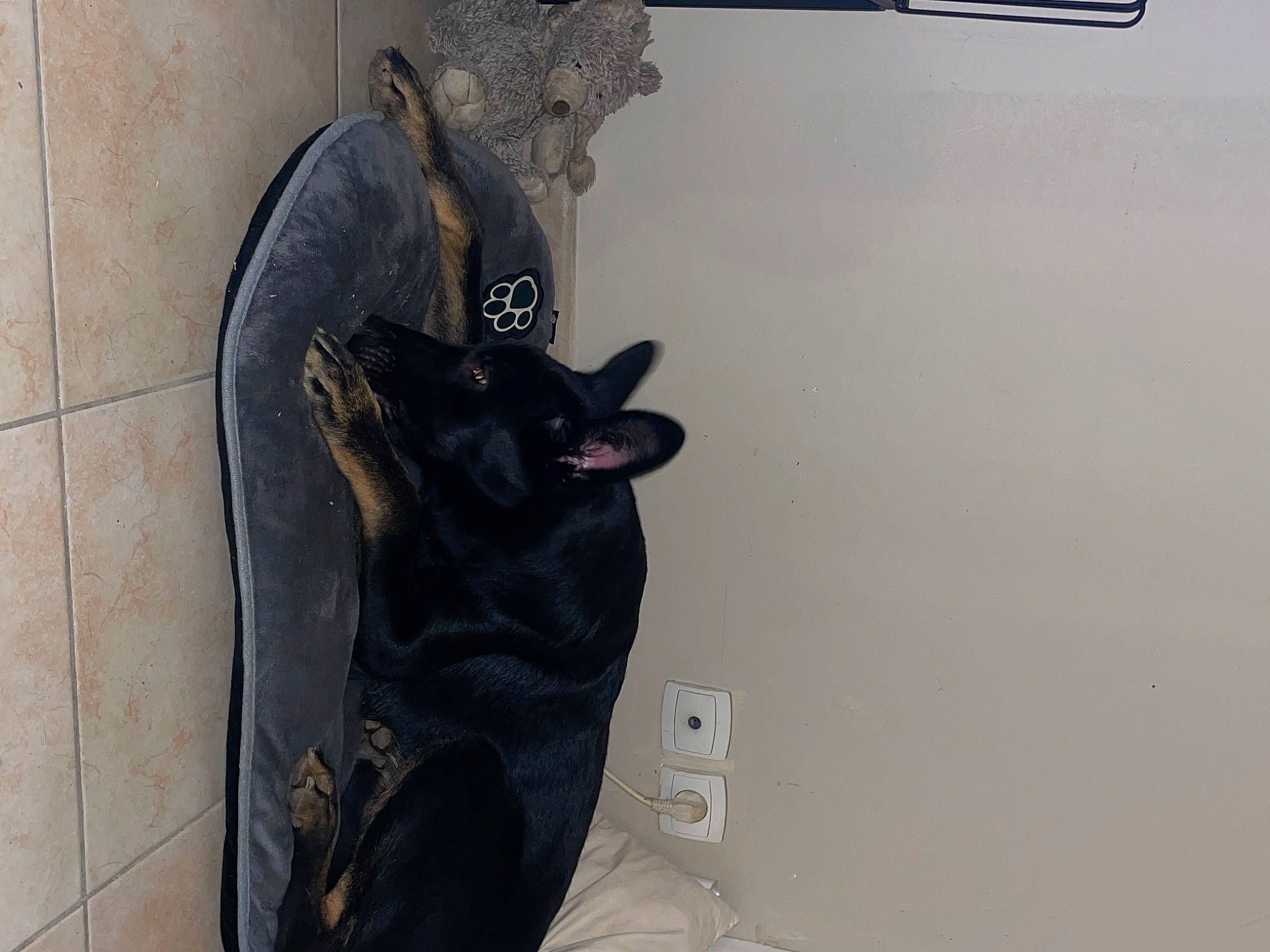 Uby a rejoint le concours — aidez-le/la à gagner de superbes lots ! art, canidae, carmine, carnivore, dog, dog_breed, felidae, flooring, fur, gesture, grey, outdoor_shoe, personal_protective_equipment, small_to_medium_sized_cats, snout, sporting_group, tail, visual_arts, walking_shoe, whiskers