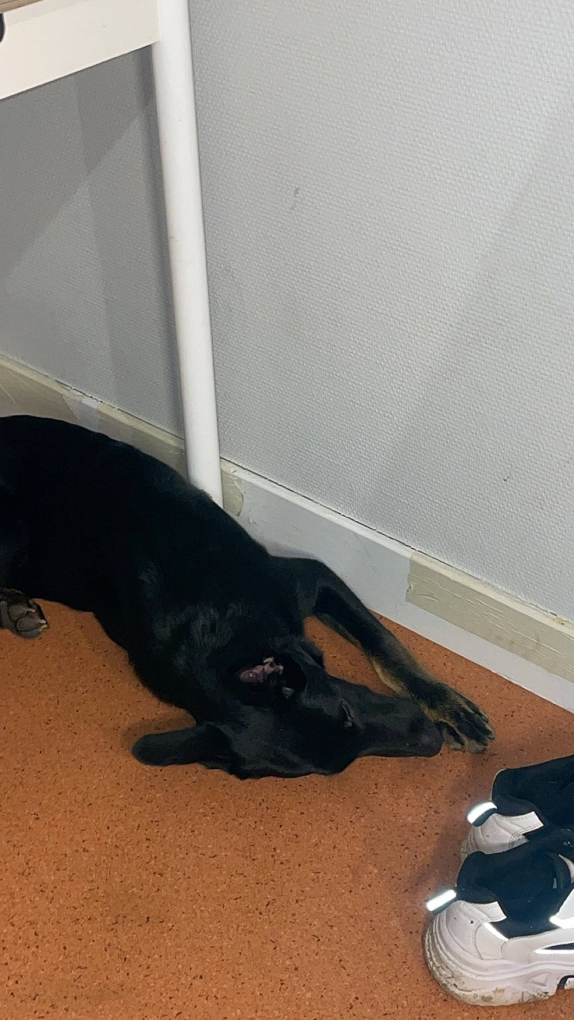 Uby a rejoint le concours — aidez-le/la à gagner de superbes lots ! bag, carnivore, comfort, companion_dog, dog, dog_breed, floor, flooring, guard_dog, hardwood, luggage_and_bags, plastic_bag, sporting_group, tail, terrestrial_animal, tints_and_shades, working_animal