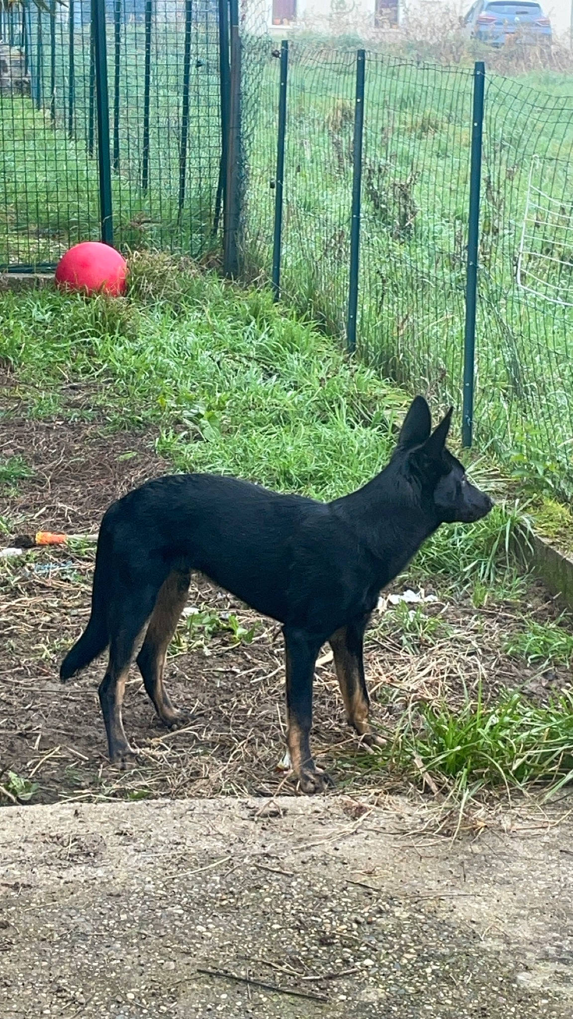 Uby participe au concours pour gagner de l'argent avec cette photo : carnivore, dobermann, dog, dog_breed, fence, grass, guard_dog, home_fencing, hunting_dog, liver, mesh, pinscher, plant, snout, sporting_group, tail, terrestrial_animal, wire_fencing, working_animal, working_dog