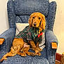 dog, golden_brown, plaid_outfit, scarf, red_bow, blue_armchair, indoor, cozy, pet, seated, looking_at_camera, furniture, wooden_armrest, pillow, floor, wall, cute, calm, portrait, domestic