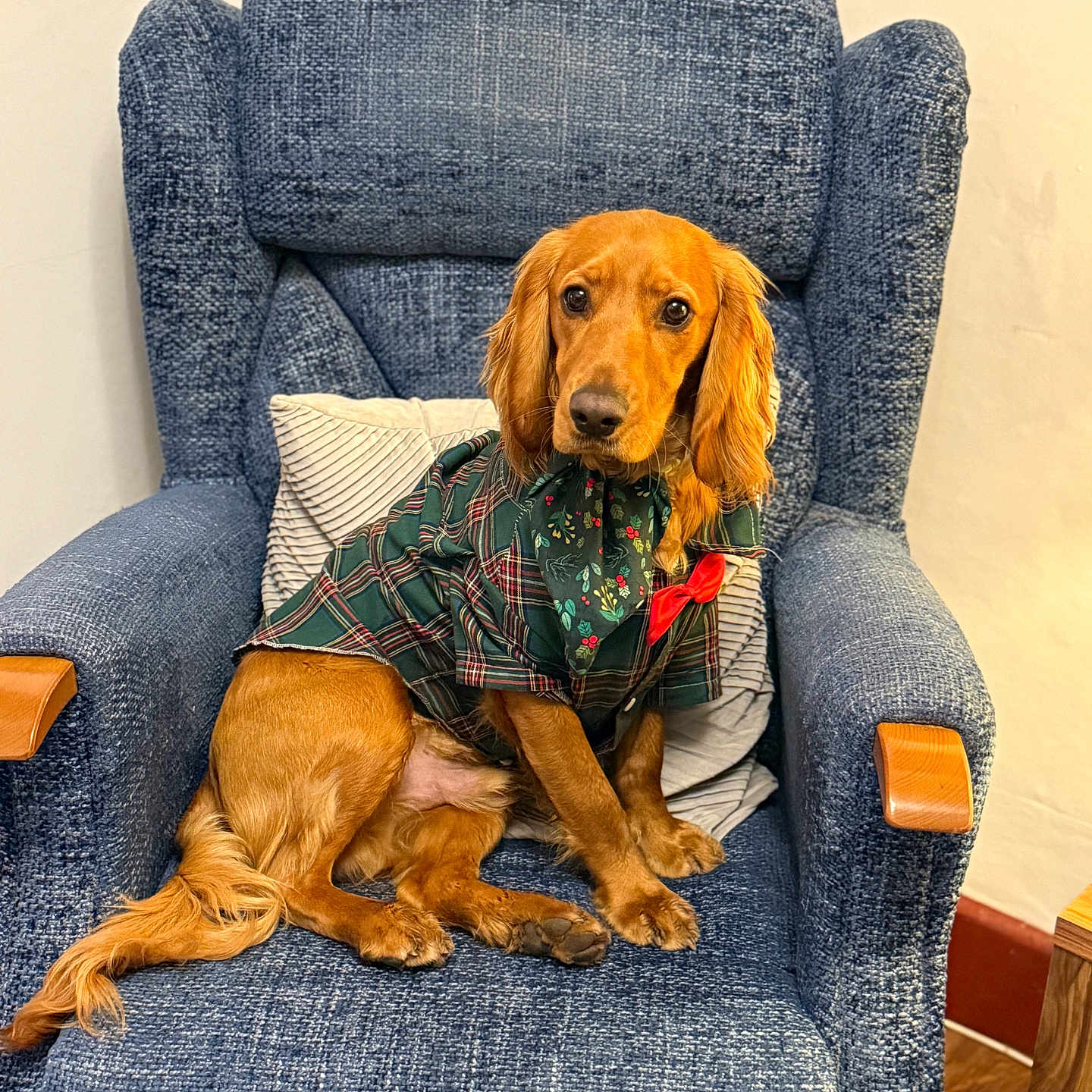 Ronnie joined the competition — help win amazing prizes! blue_armchair, calm, cozy, cute, dog, domestic, floor, furniture, golden_brown, indoor, looking_at_camera, pet, pillow, plaid_outfit, portrait, red_bow, scarf, seated, wall, wooden_armrest