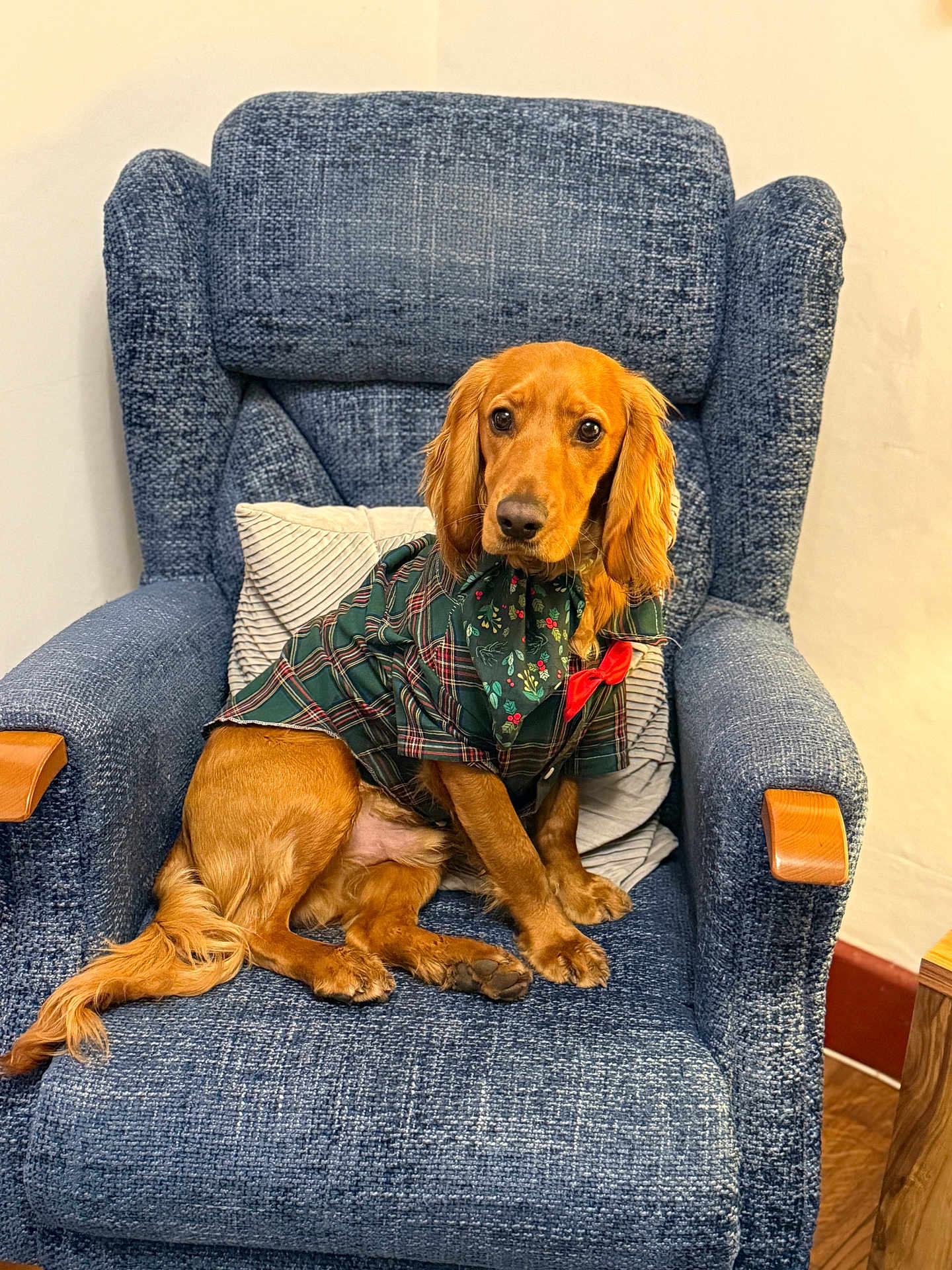 Ronnie joined the competition — help win amazing prizes! dog, golden_brown, plaid_outfit, scarf, red_bow, blue_armchair, indoor, cozy, pet, seated, looking_at_camera, furniture, wooden_armrest, pillow, floor, wall, cute, calm, portrait, domestic