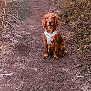 Ronnie is registered to the contest to win money with this photo: animal, brown_fur, canine, cute, dirt_path, dog, dry_grass, forest_floor, golden_retriever, grass, harness, nature, outdoor, pet, portrait, puppy, sitting, twig, white_harness, young_dog
