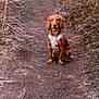 animal, brown_fur, canine, cute, dirt_path, dog, dry_grass, forest_floor, golden_retriever, grass, harness, nature, outdoor, pet, portrait, puppy, sitting, twig, white_harness, young_dog