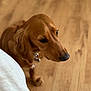 animal, brown_dog, canine, closeup, collar, companion, dachshund, dog, domestic_animal, ears, floor, fur, indoor, looking_away, pet, side_view, snout, soft_focus, white_fabric, wooden_floor