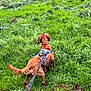 active, adventure, animal, back_view, canine, daylight, dog, energetic, exploring, field, grass, greenery, harness, leash, muddy, nature, outdoor, pet, playful, walking