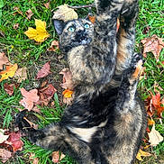 Camo joined the competition — help win amazing prizes! animal, autumn, belly_up, cat, closeup, fallen_leaves, fangs, feline, fur, grass, green_eyes, lying_down, open_mouth, outdoor, paws, pet, playful, portrait, stretching, tortoiseshell