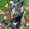 cat, tortoiseshell, animal, pet, feline, green_eyes, open_mouth, fangs, outdoor, grass, autumn, fallen_leaves, stretching, lying_down, belly_up, paws, fur, portrait, playful, closeup