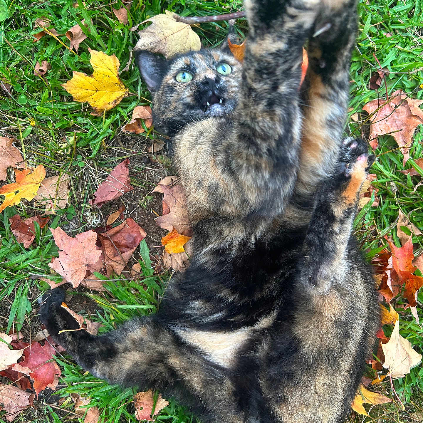Camo