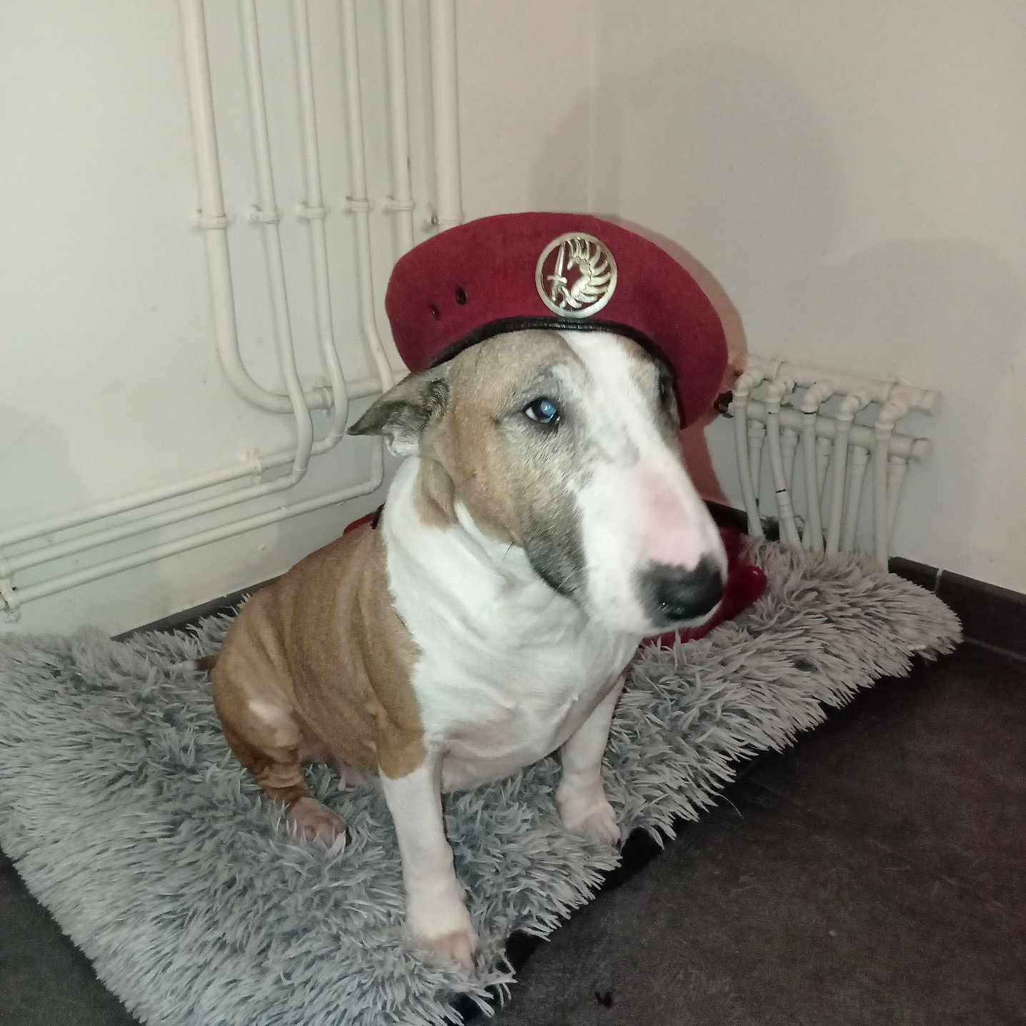 Ina participe au concours pour gagner de l'argent avec cette photo : alloywheel, animal, bulldog, canine, car, carwheel, clothing, couch, dog, hat, homedecor, hound, machine, pet, pitbull, spoke, tire, transportation, vehicle, wheel